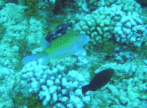 40- Poisson-coffre jaune 